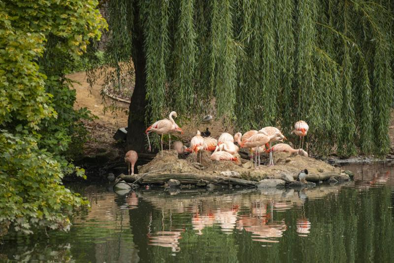 Flamingos Zoo Saarbrücken
