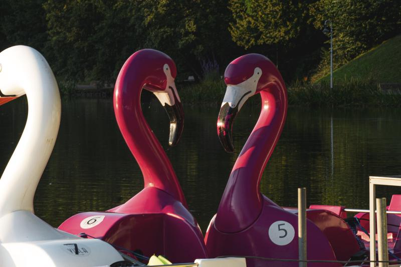 Flamingos DFG